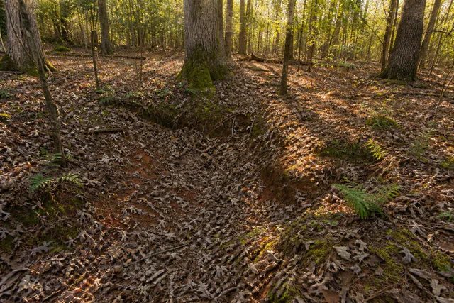 Deep oak-hickory forest floor in eastern Cabarrus County with a shallow leaf-softened prospector's pit and shafts of afternoon light