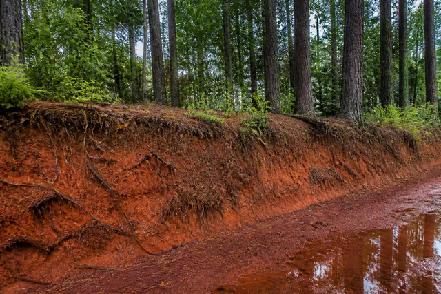 Rain-washed red clay bank along a rural Cabarrus County road with exposed iron-orange soil striped with roots beneath loblolly pines