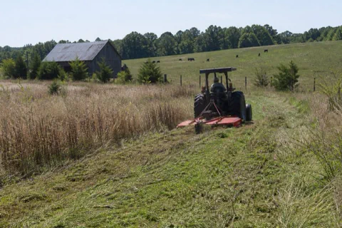 Tractor and rotary cutter mowing shoulder-high broomsedge and cedar saplings on an old Piedmont dairy pasture with a gambrel hay barn at the field edge